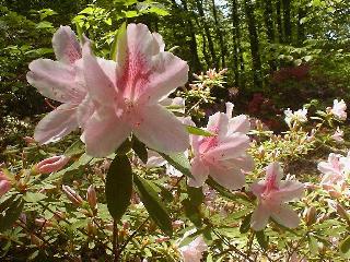 close up pink