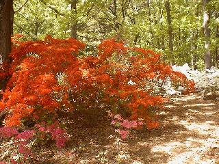 red and white