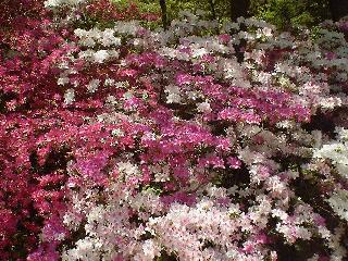 purple and white